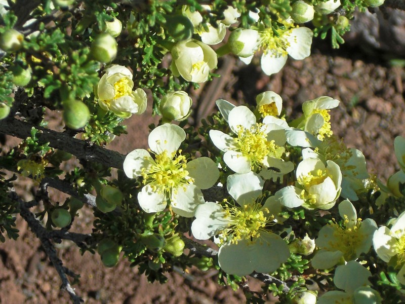 Mexican Cliffrose photo 2