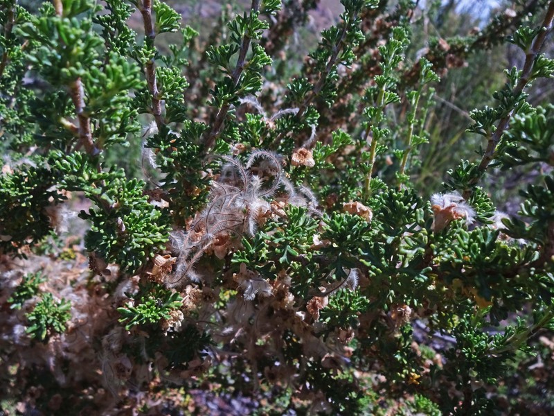 Mexican Cliffrose photo 3