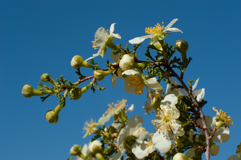 Mexican Cliffrose photo 4