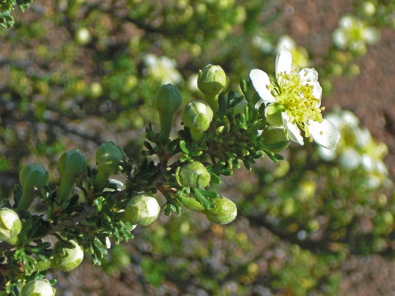 Mexican Cliffrose