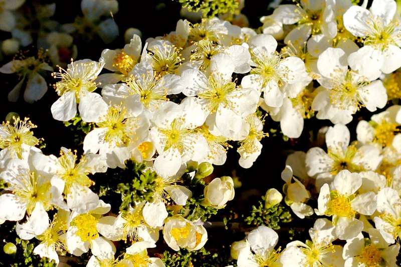 Mexican Cliffrose photo 5