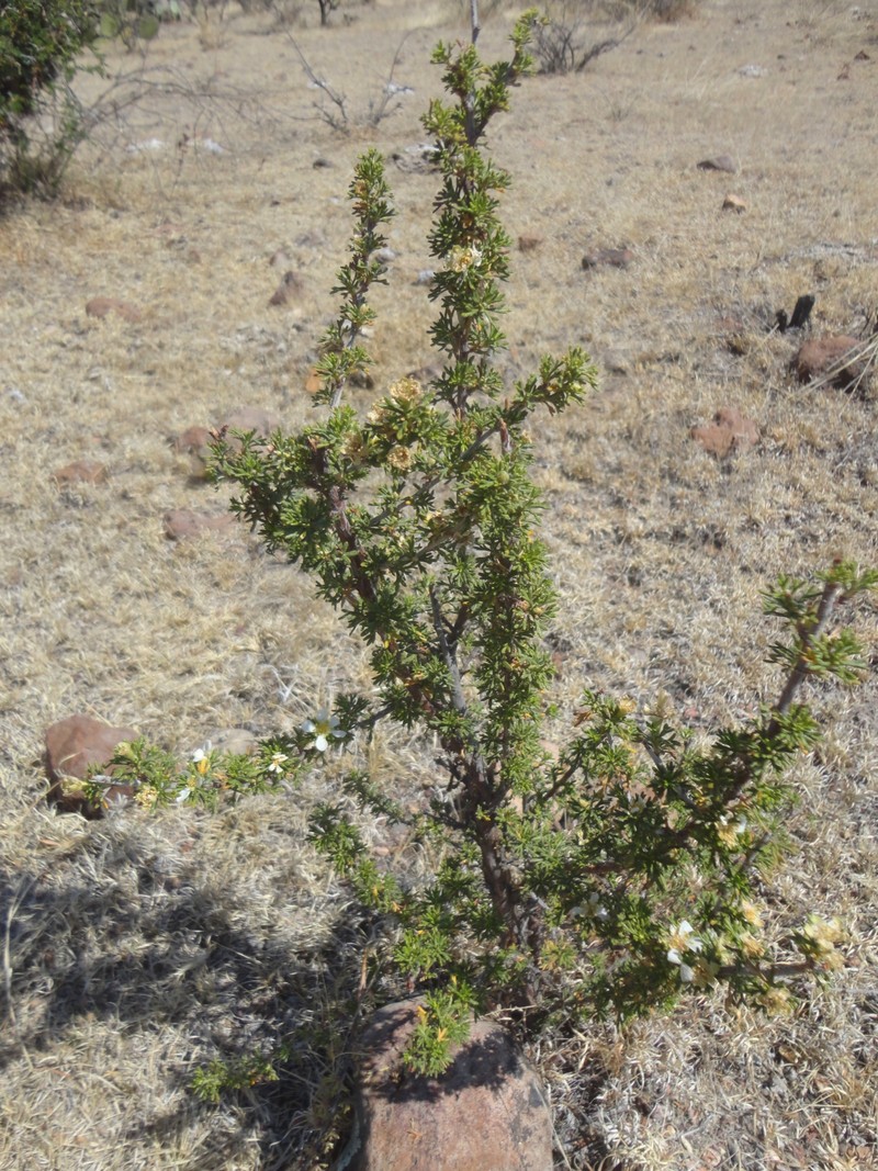 Mexican Cliffrose photo 6
