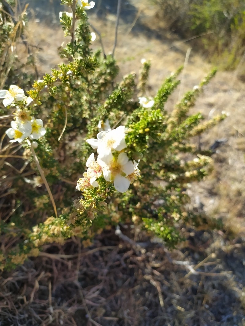 Mexican Cliffrose photo 3