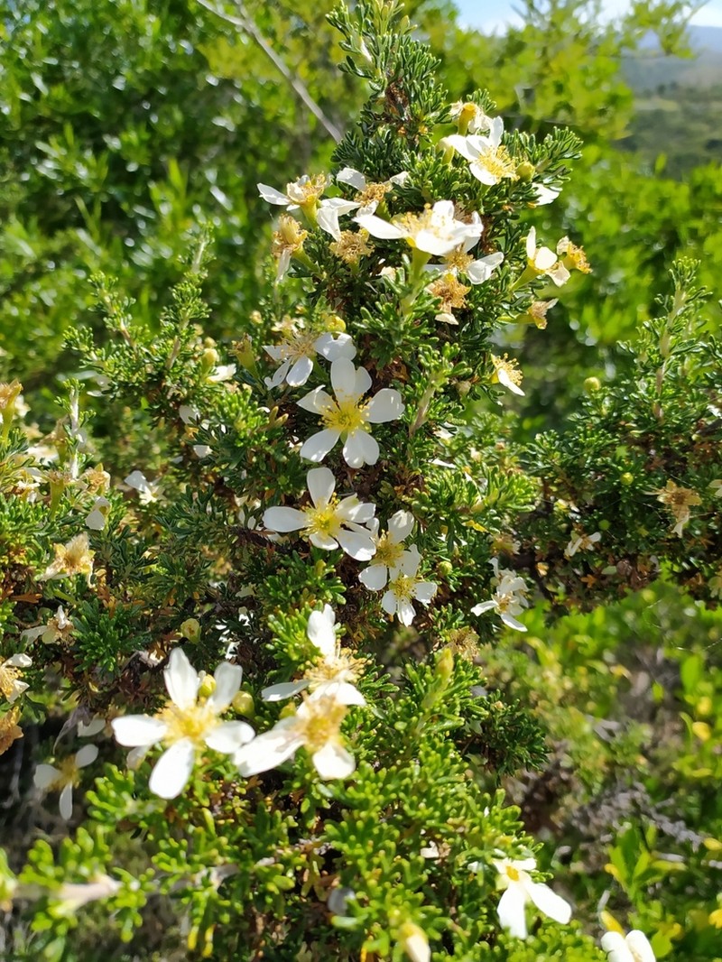 Mexican Cliffrose photo 4