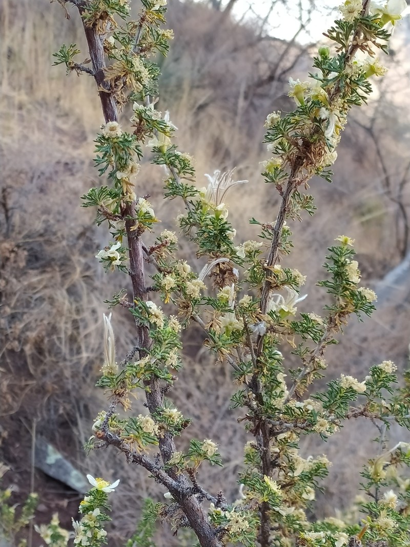 Mexican Cliffrose photo 5