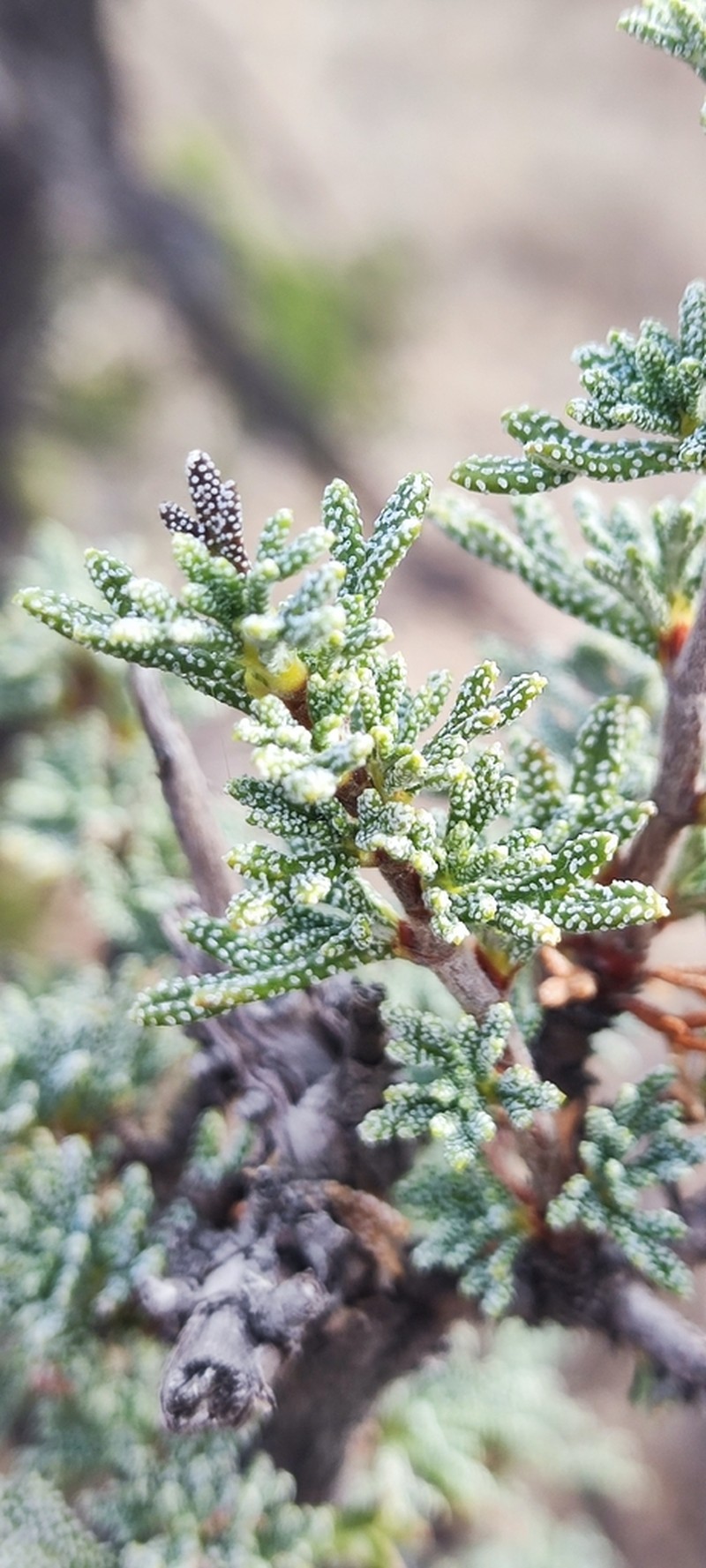 Mexican Cliffrose photo 6