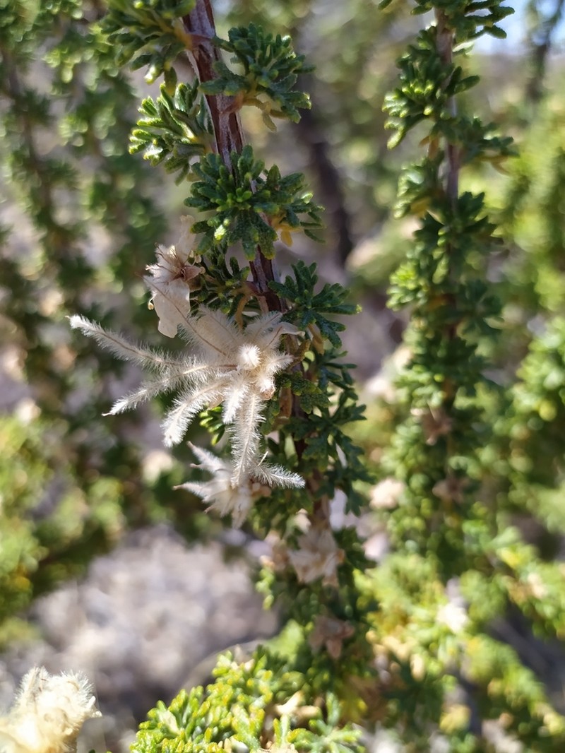 Mexican Cliffrose photo 7