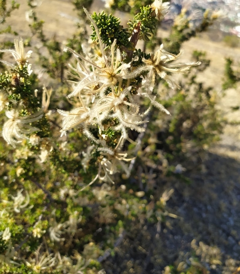 Mexican Cliffrose photo 8