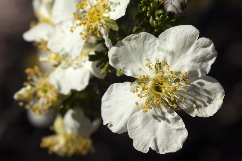 Stansbury Cliffrose photo 5