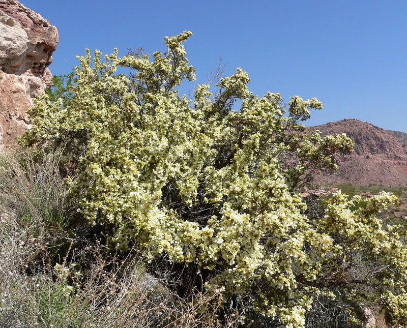 Stansbury Cliffrose photo 2