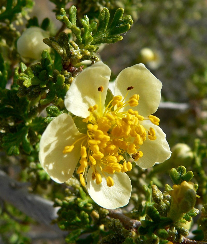 Stansbury Cliffrose photo 3
