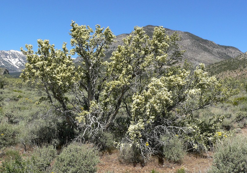 Stansbury Cliffrose photo 4