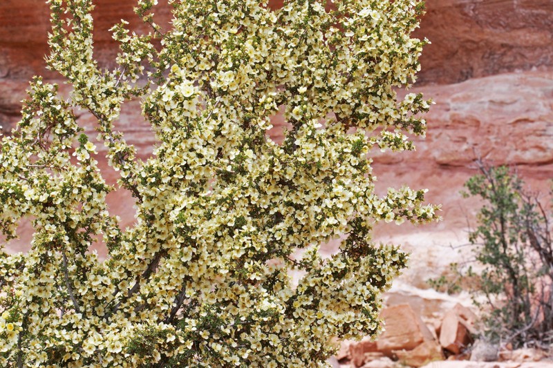 Stansbury Cliffrose