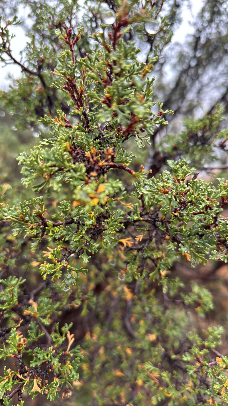 Stansbury Cliffrose