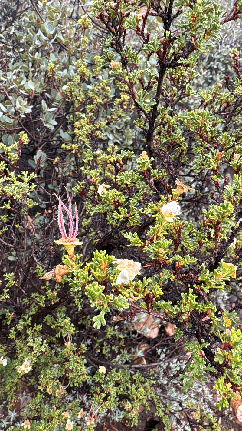 Stansbury Cliffrose photo 2