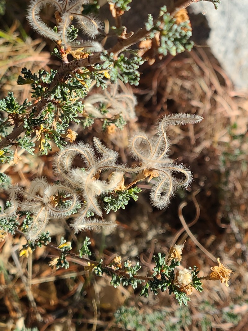 Stansbury Cliffrose photo 3