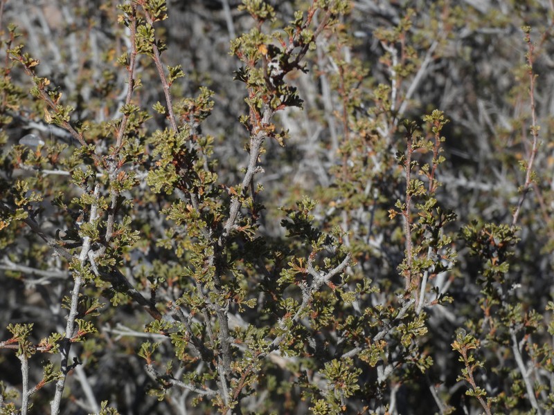 Stansbury Cliffrose photo 4