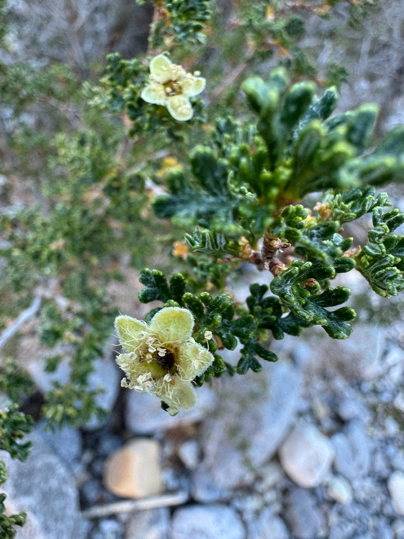 Stansbury Cliffrose photo 5