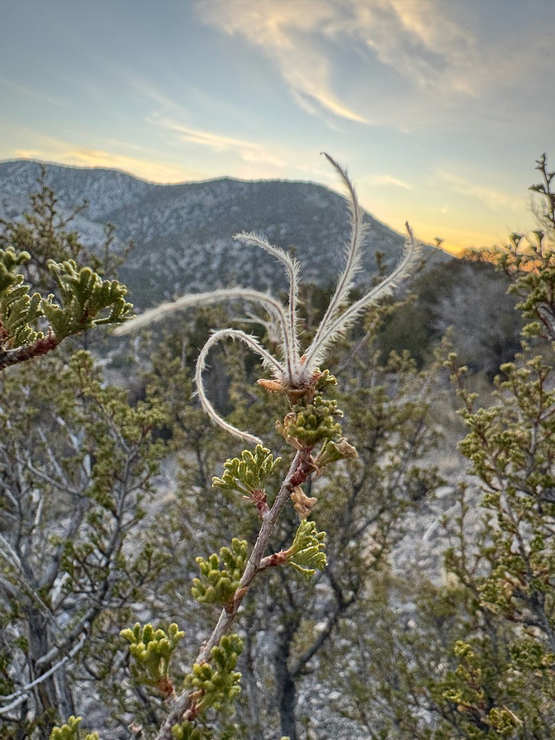 Stansbury Cliffrose photo 6
