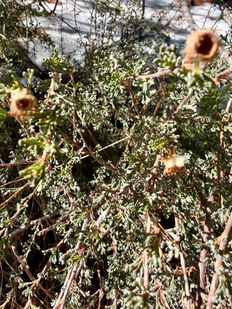 Stansbury Cliffrose photo 7