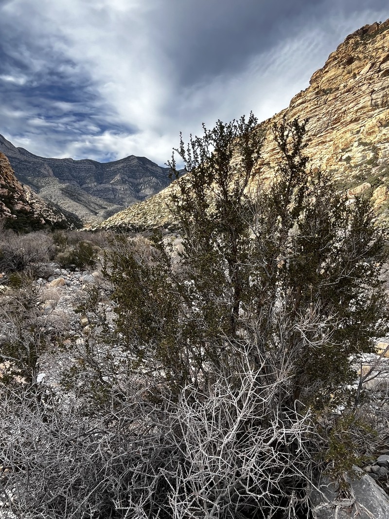 Stansbury Cliffrose photo 8