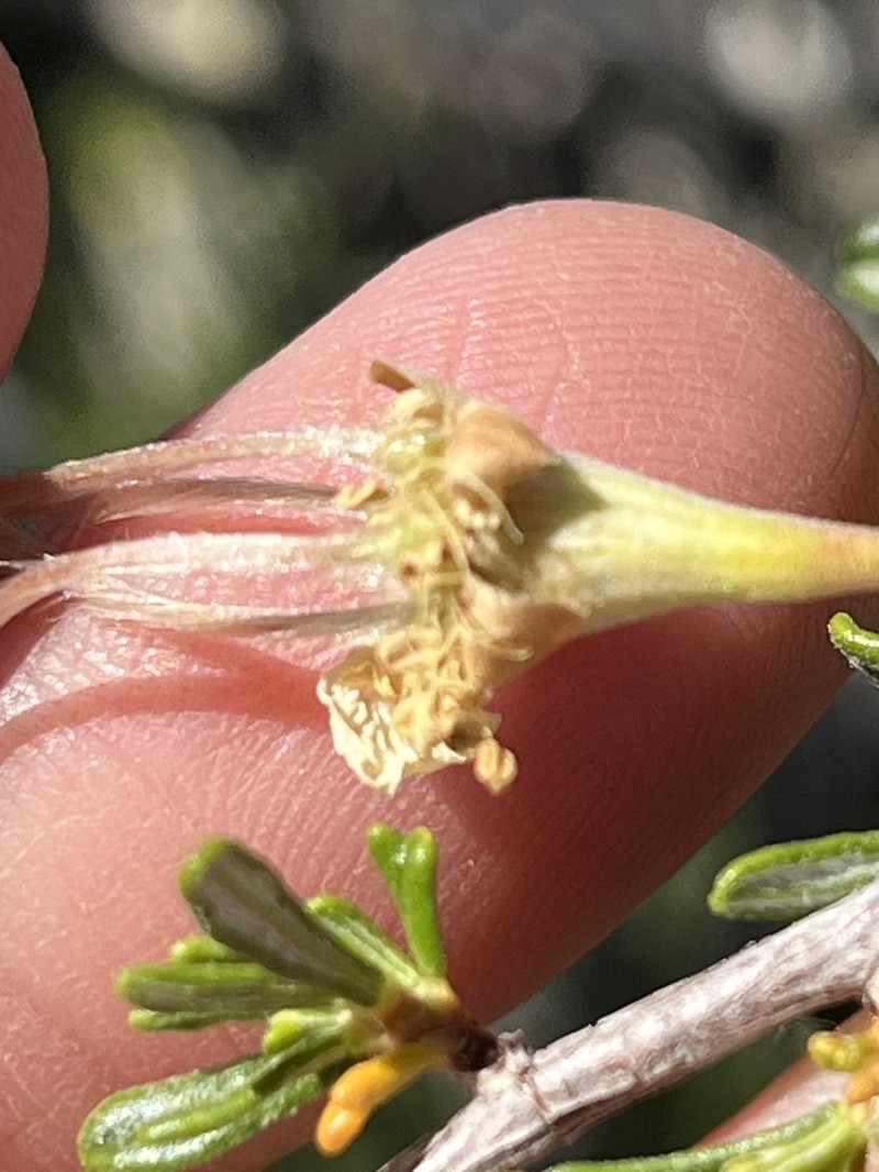 Pinkava's Cliffrose photo 2