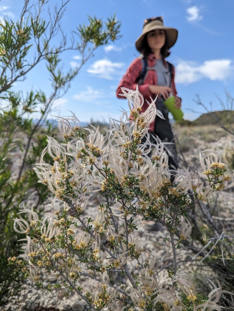 Pinkava's Cliffrose photo 6