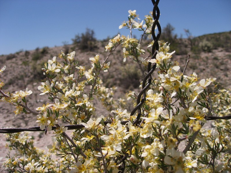 Pinkava's Cliffrose photo 8