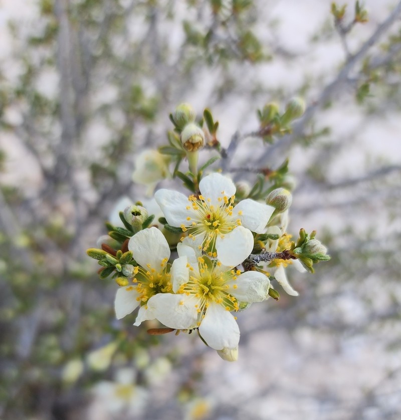 Arizona Cliffrose