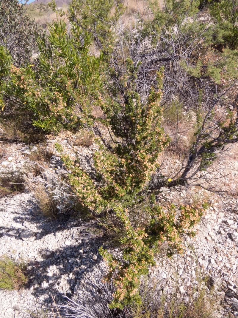 Arizona Cliffrose photo 3