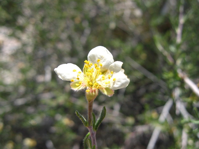 Arizona Cliffrose photo 4
