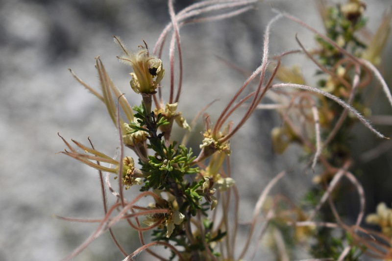 Arizona Cliffrose photo 5
