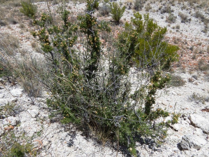 Arizona Cliffrose photo 7