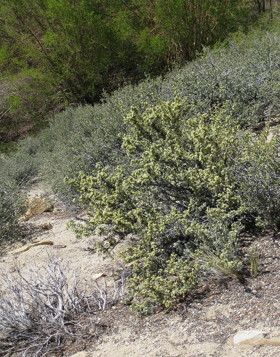Antelope Bitterbrush photo 4