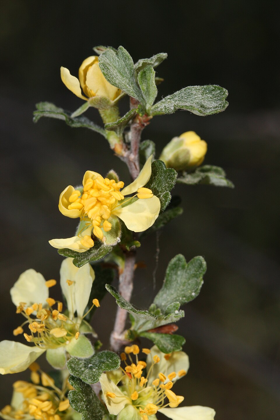 Antelope Bitterbrush photo 5