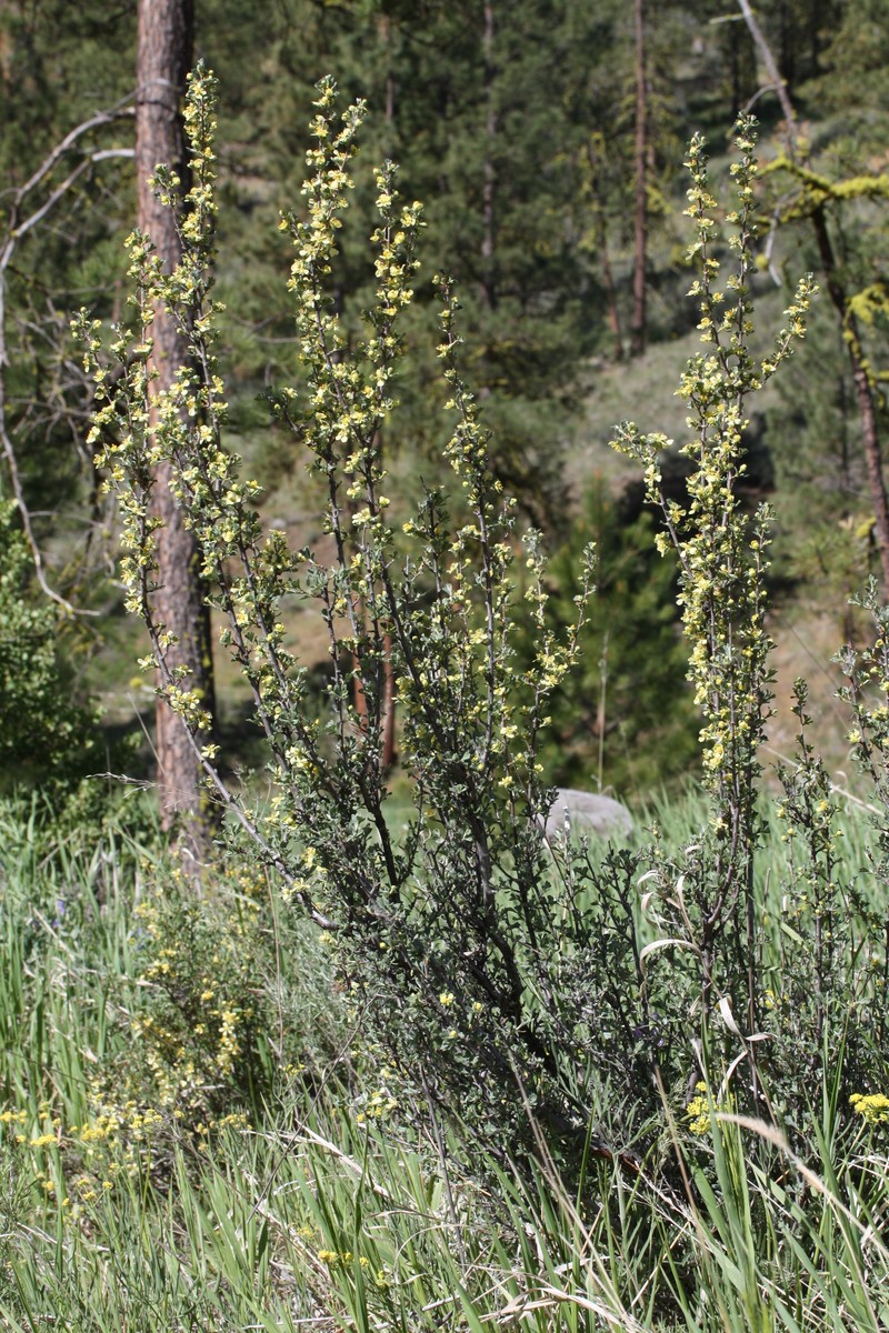Antelope Bitterbrush