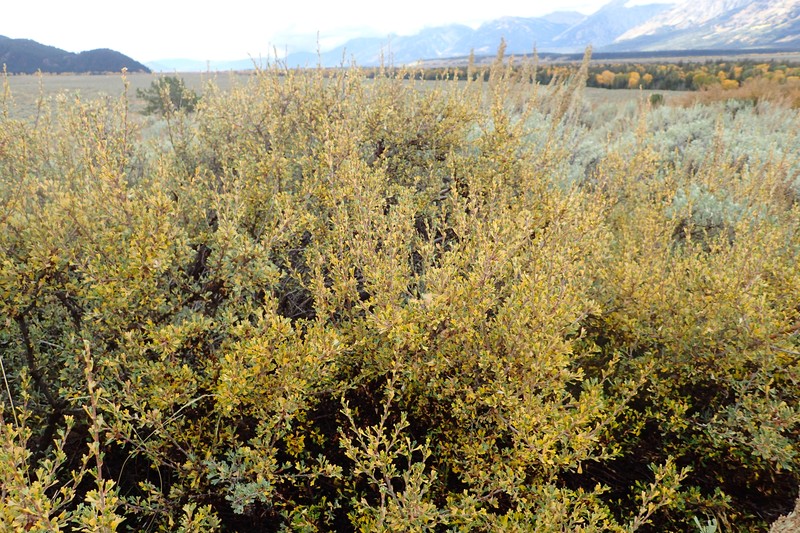 Antelope Bitterbrush photo 2