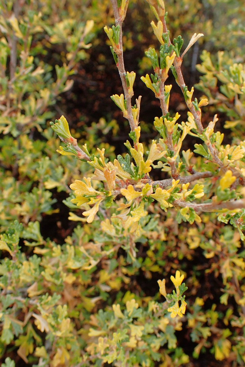 Antelope Bitterbrush photo 3