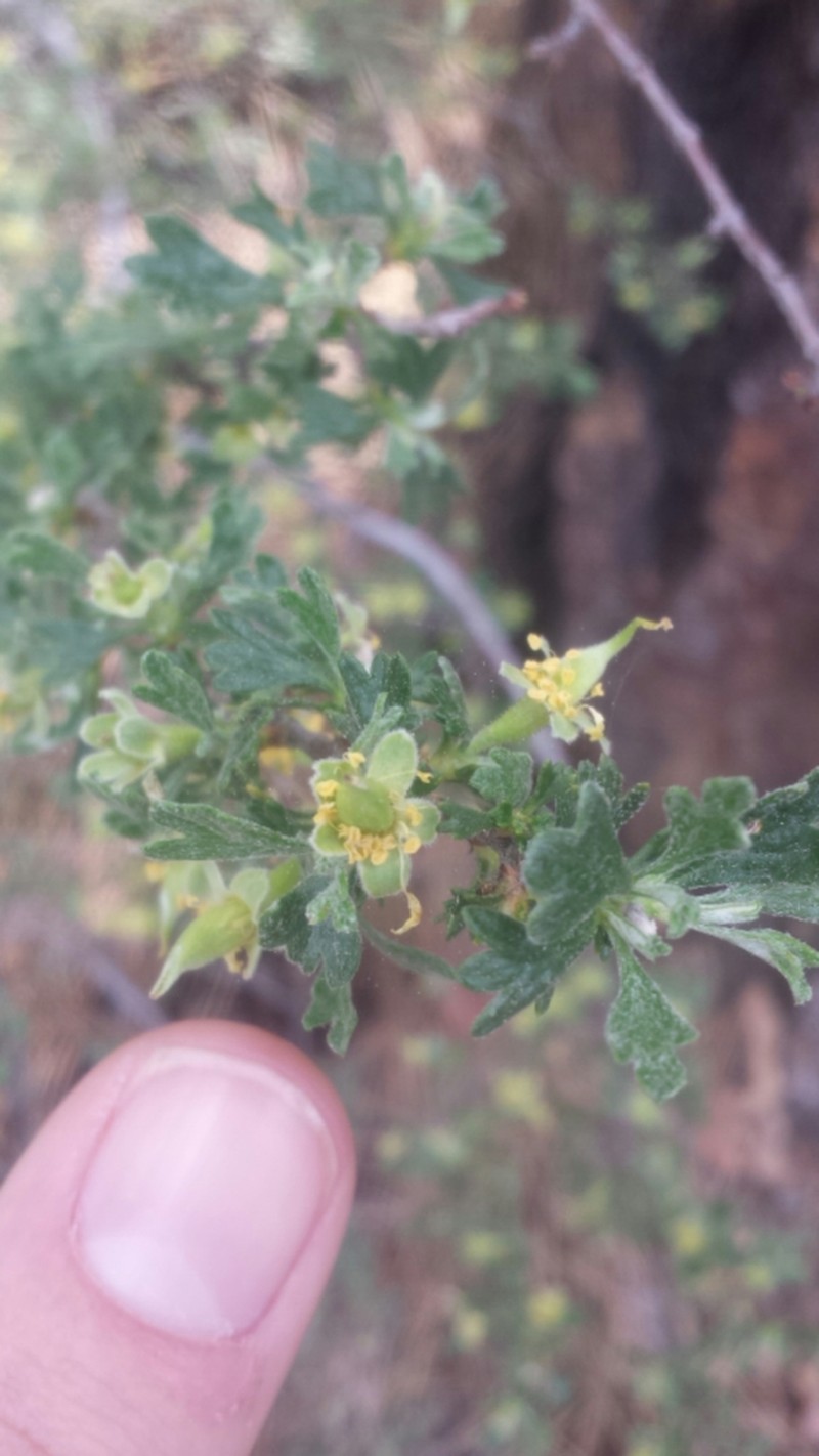 Antelope Bitterbrush photo 5