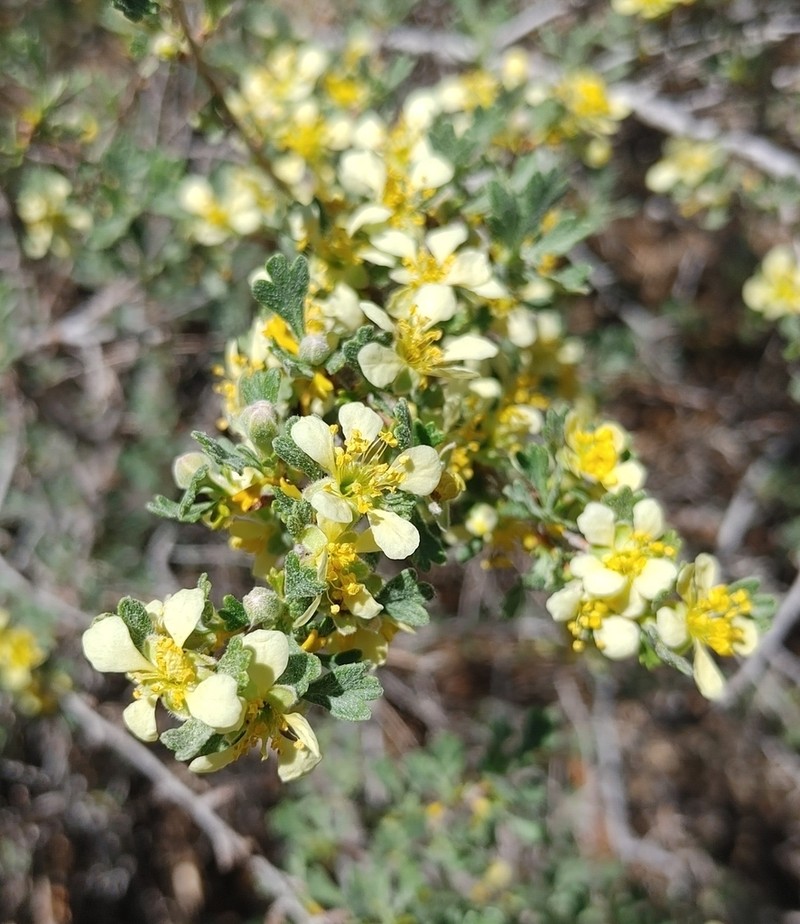 Antelope Bitterbrush photo 6