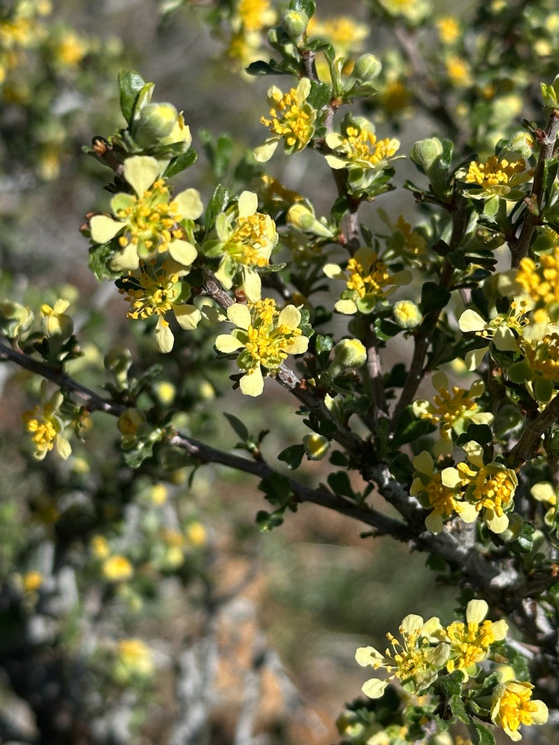 Antelope Bitterbrush photo 7
