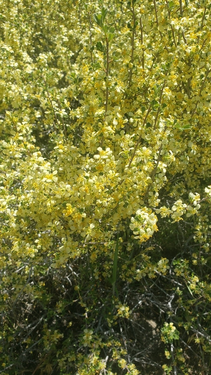 Antelope Bitterbrush photo 8
