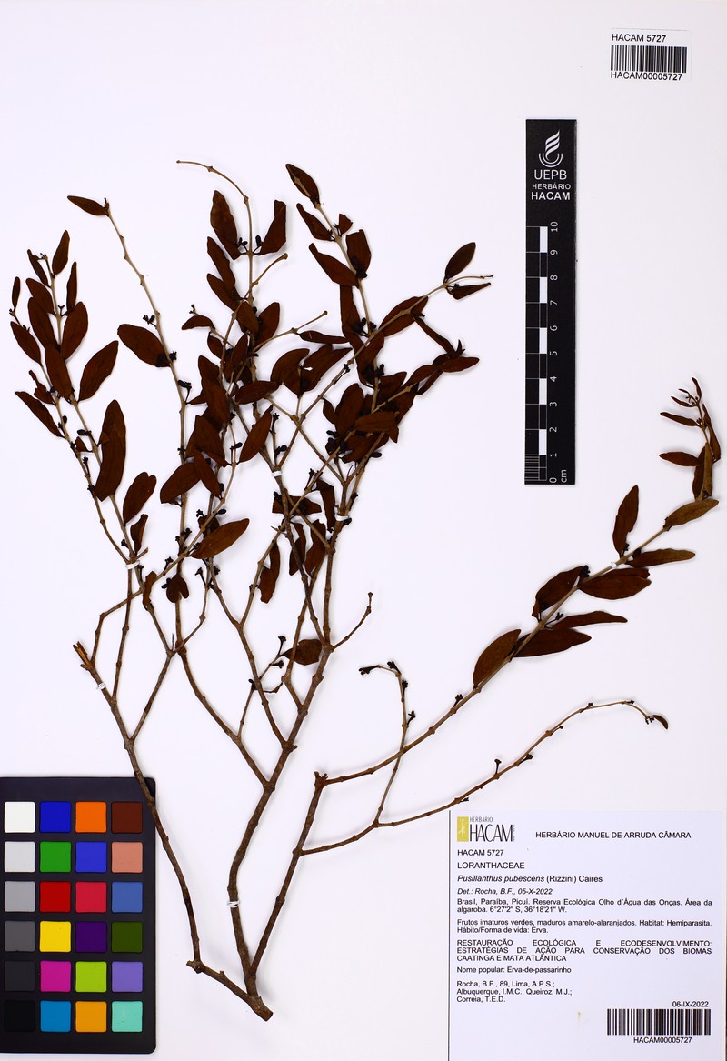 Pusillanthus pubescens photo 4