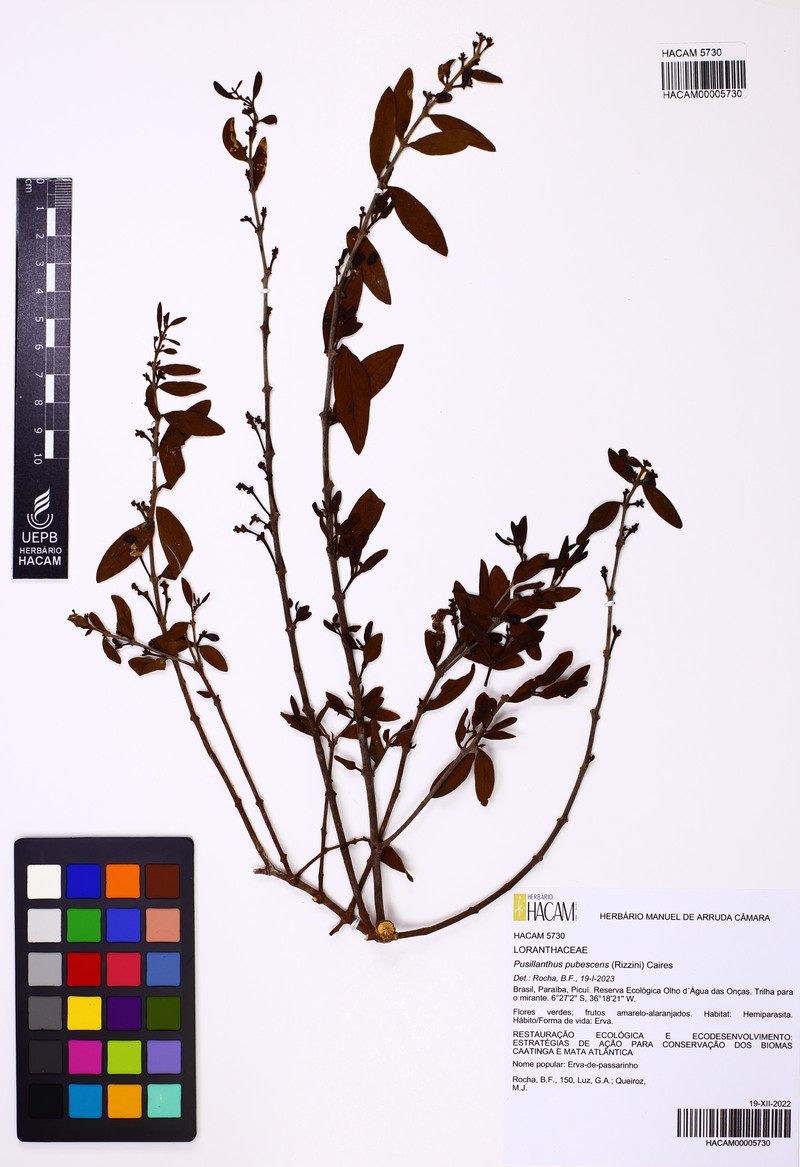 Pusillanthus pubescens photo 6