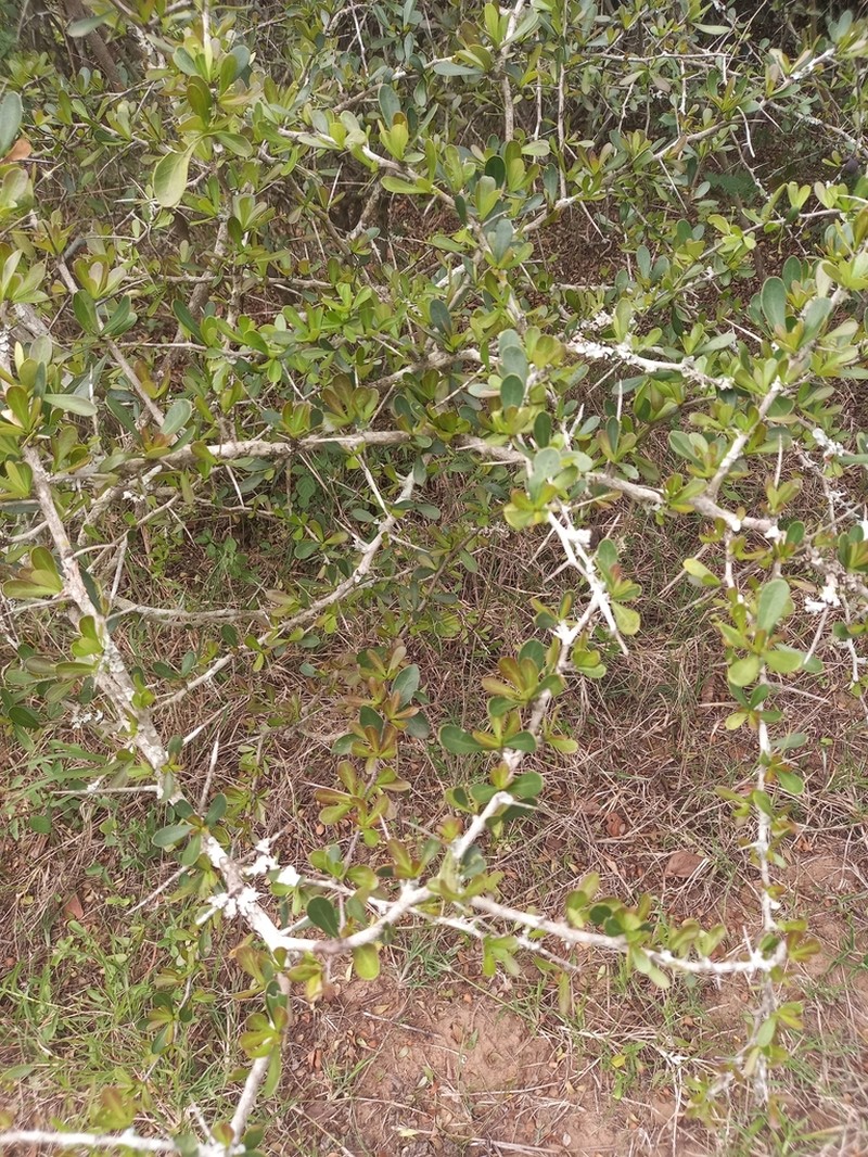 Putterlickia neglecta photo 2