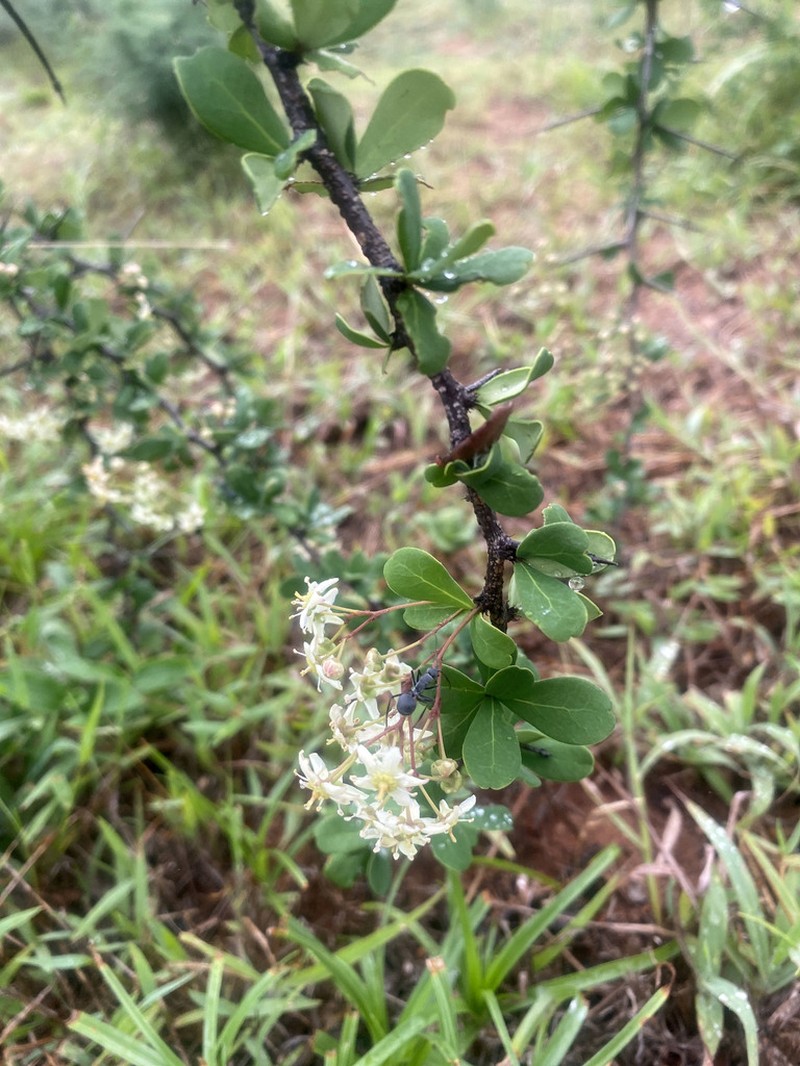 Putterlickia neglecta photo 3