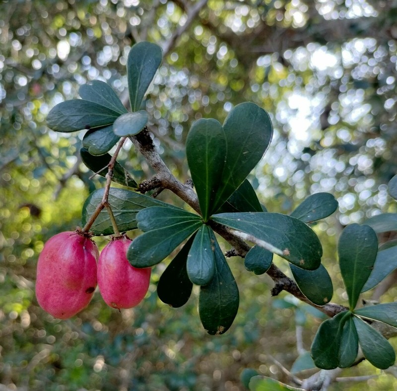 Putterlickia neglecta photo 4