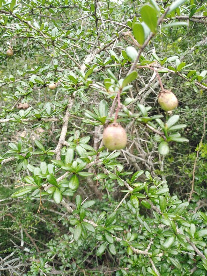 Putterlickia neglecta photo 5