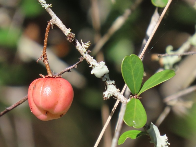 Putterlickia neglecta photo 6