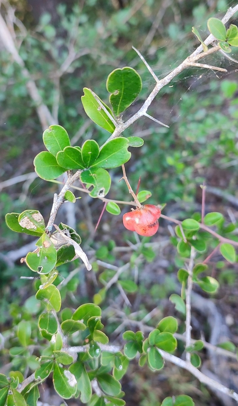 Putterlickia neglecta photo 7